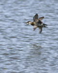 Ruddy Ducks 7777